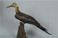 藏品(白斑軍艦鳥)的圖片